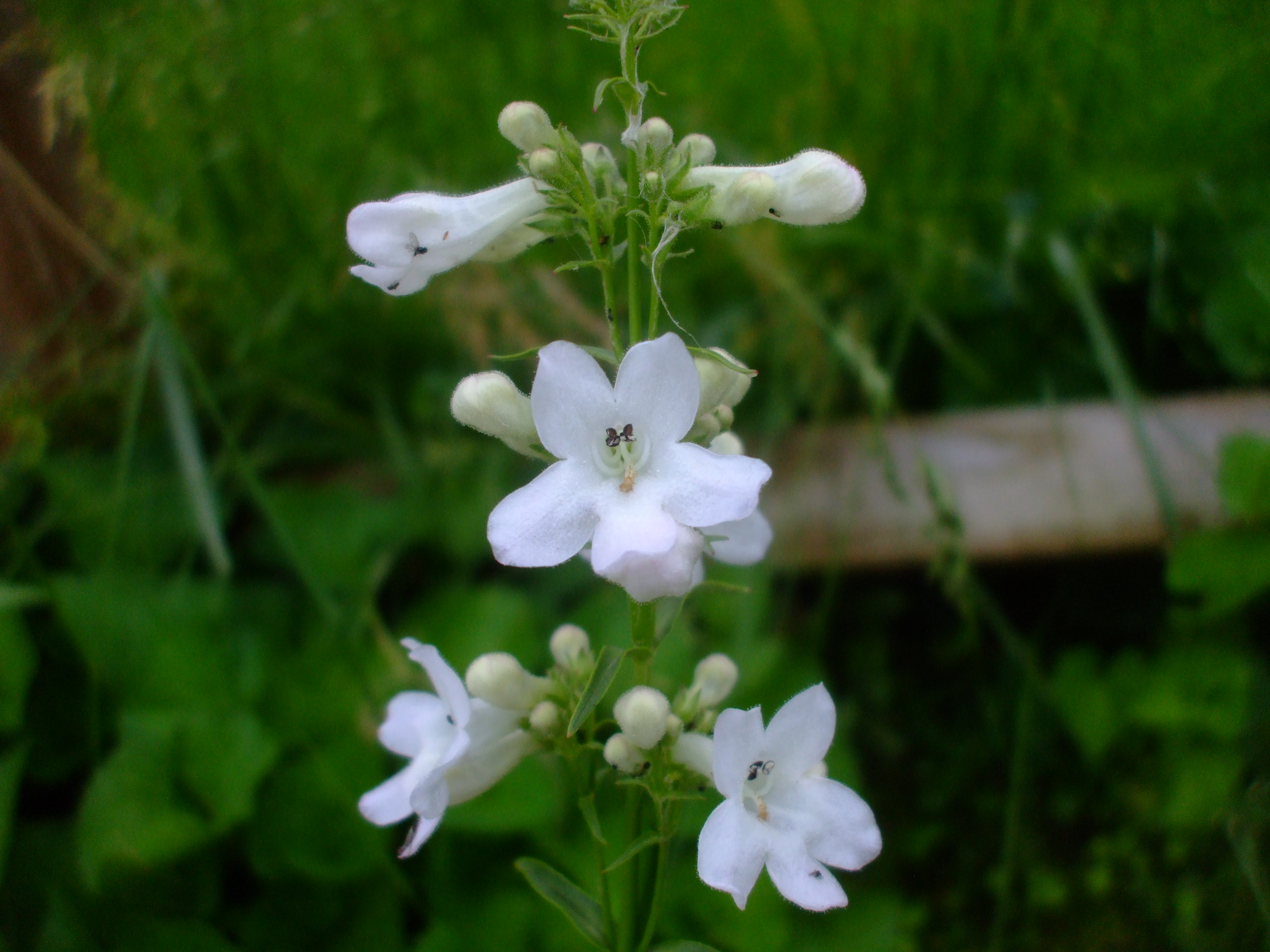 Penstemon tubaeflorus